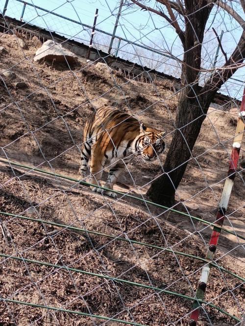 八达岭野生动物园特色体验