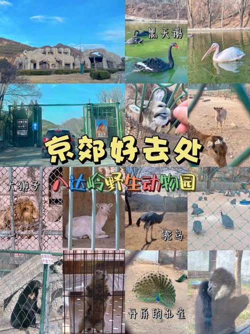 八达岭野生动物园游玩建议