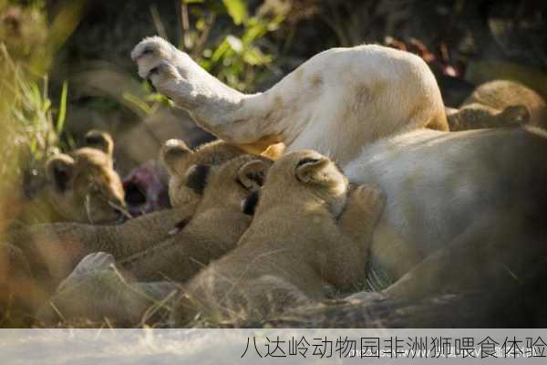 八达岭动物园非洲狮喂食体验