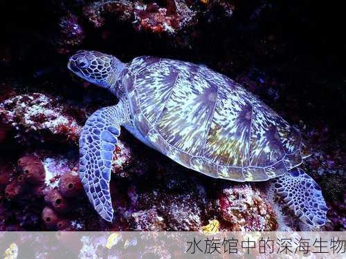 水族馆中的深海生物