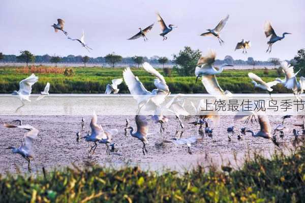 上饶最佳观鸟季节