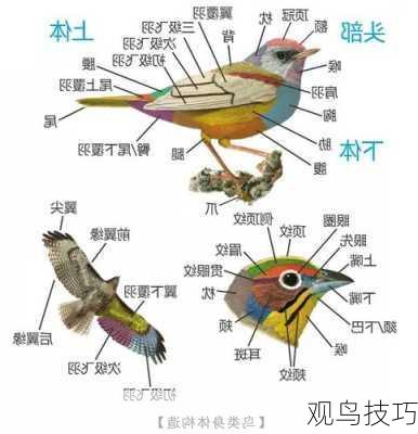 观鸟技巧