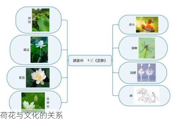 荷花与文化的关系