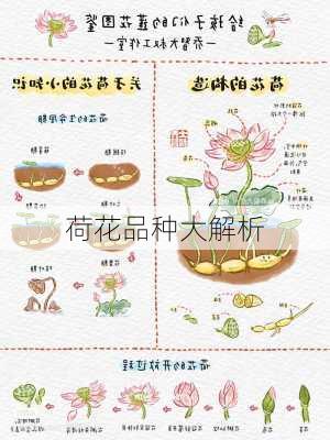 荷花品种大解析