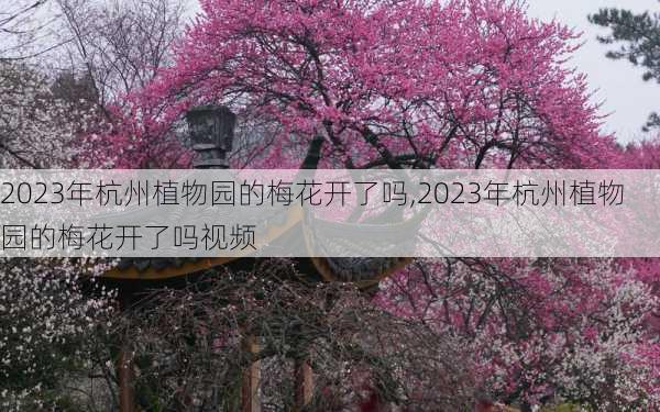 2023年杭州植物园的梅花开了吗,2023年杭州植物园的梅花开了吗视频