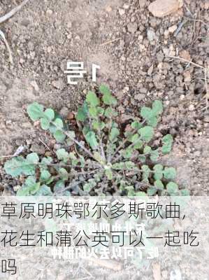 草原明珠鄂尔多斯歌曲,花生和蒲公英可以一起吃吗