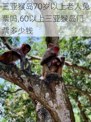 三亚猴岛70岁以上老人免票吗,60以上三亚猴岛门票多少钱