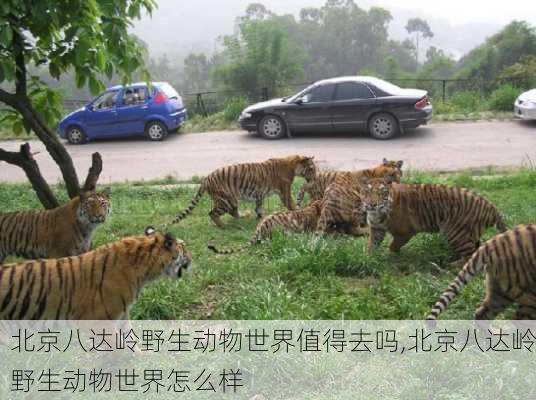 北京八达岭野生动物世界值得去吗,北京八达岭野生动物世界怎么样