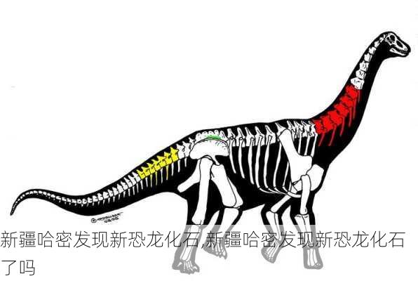 新疆哈密发现新恐龙化石,新疆哈密发现新恐龙化石了吗