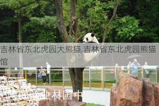 吉林省东北虎园大熊猫,吉林省东北虎园熊猫馆