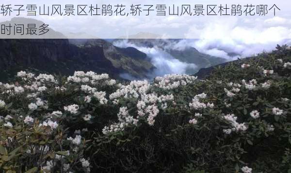 轿子雪山风景区杜鹃花,轿子雪山风景区杜鹃花哪个时间最多