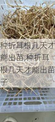 种折耳根几天才能出苗,种折耳根几天才能出苗子