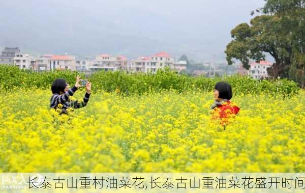 长泰古山重村油菜花,长泰古山重油菜花盛开时间