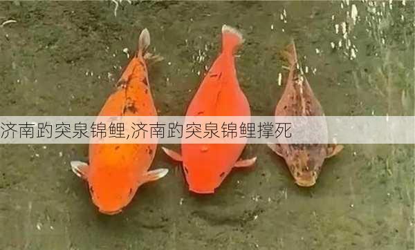 济南趵突泉锦鲤,济南趵突泉锦鲤撑死