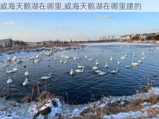 威海天鹅湖在哪里,威海天鹅湖在哪里建的